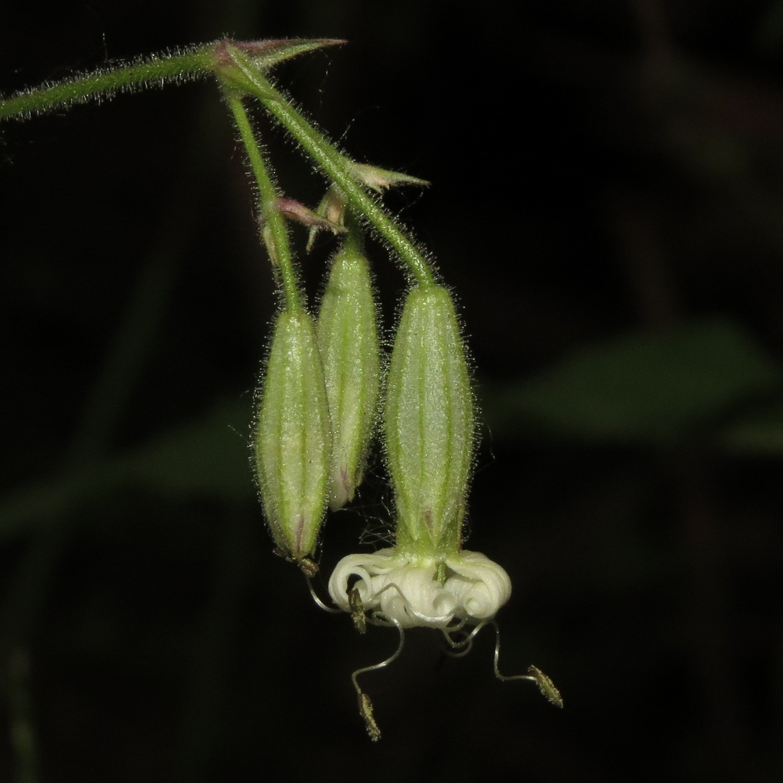 Изображение особи Silene nutans.