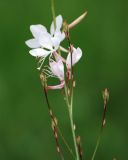 Gaura lindheimeri. Часть соцветия. Москва, ботанический сад МГУ \"Аптекарский огород\". 02.07.2009.