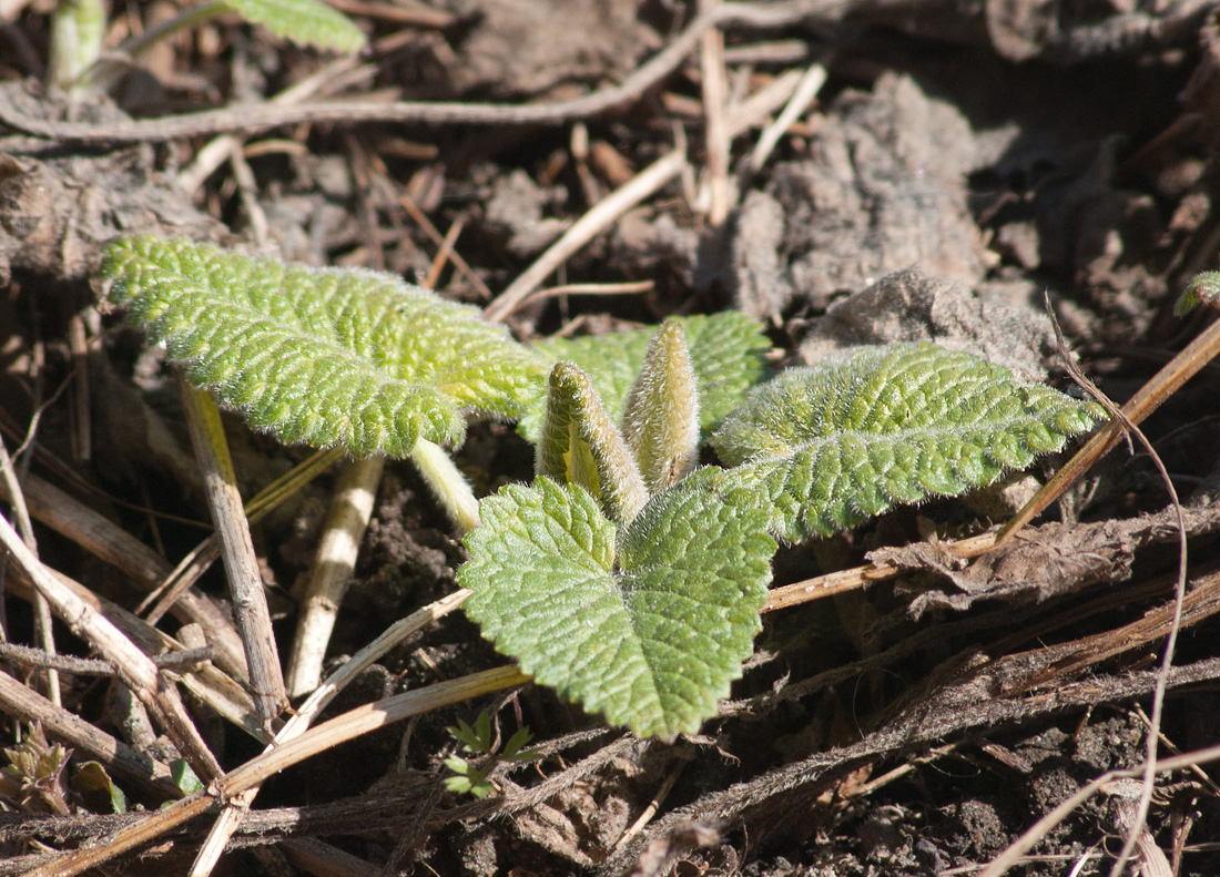 Image of Betonica macrantha specimen.