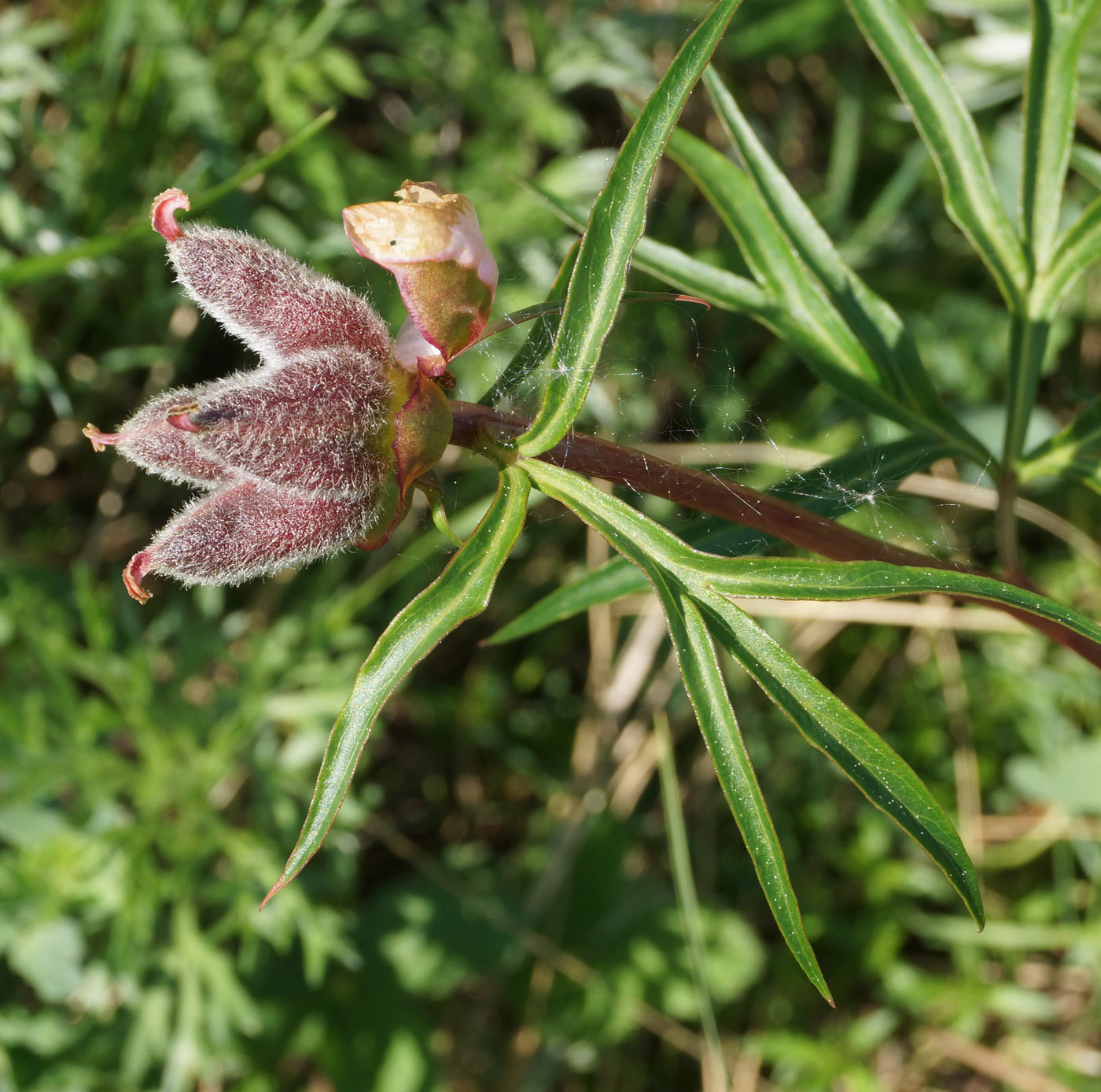 Изображение особи Paeonia hybrida.