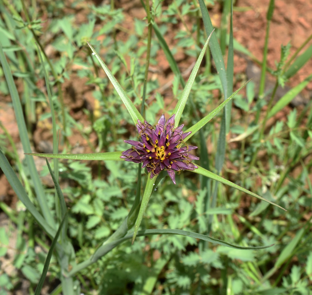 Изображение особи Tragopogon krascheninnikovii.