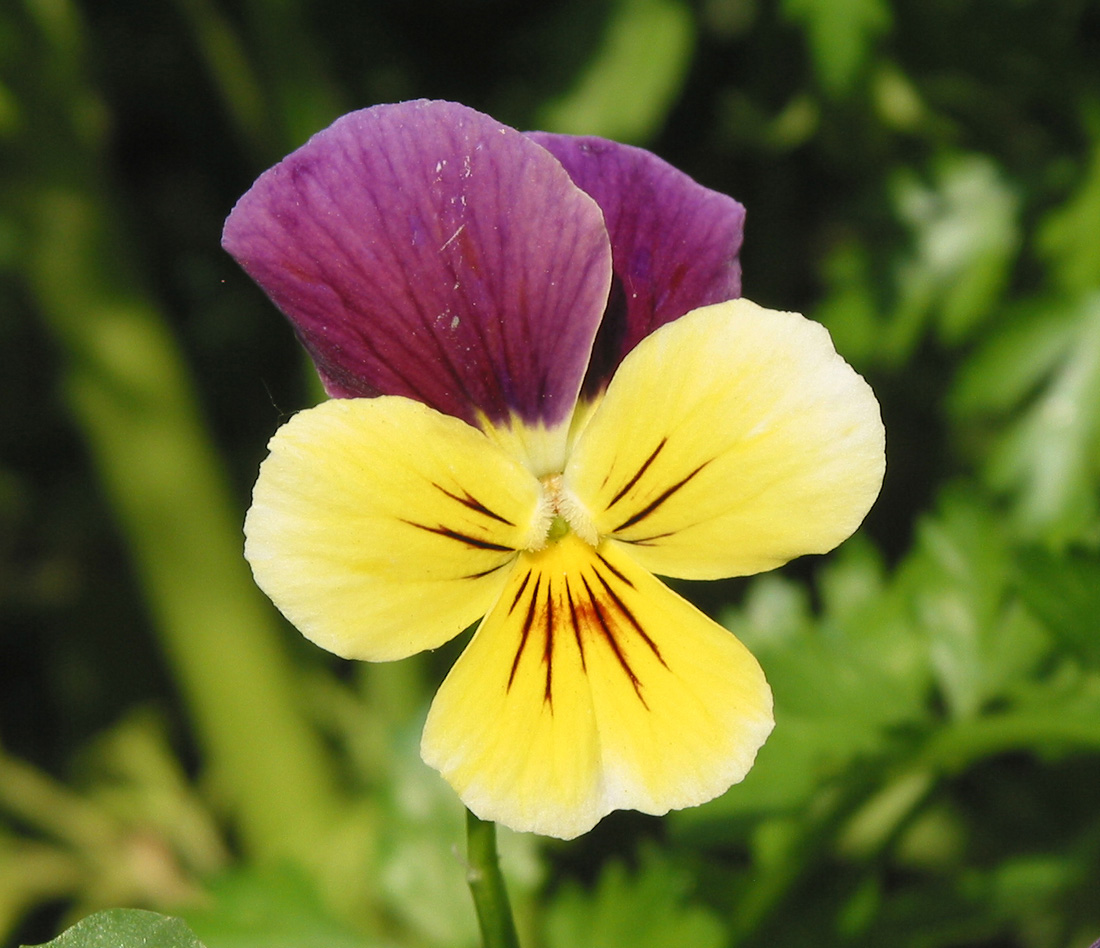 Image of Viola wittrockiana specimen.