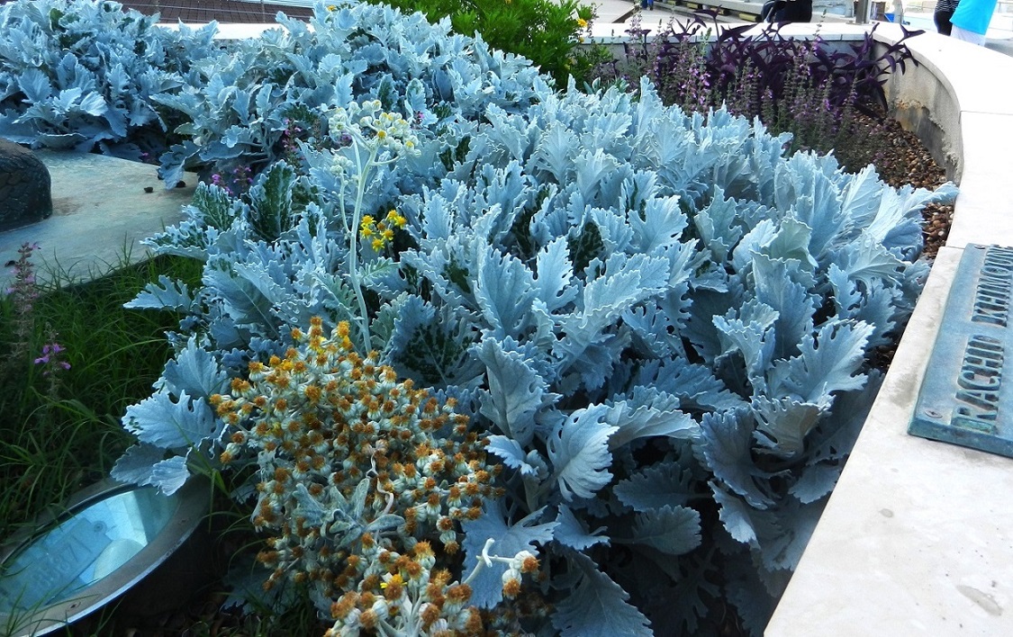 Изображение особи Senecio cineraria.