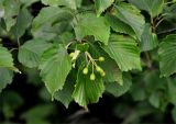 Sorbus alnifolia