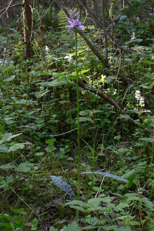 Image of Dactylorhiza fuchsii specimen.