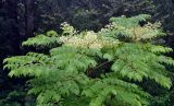 Aralia elata