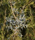 Juniperus virginiana