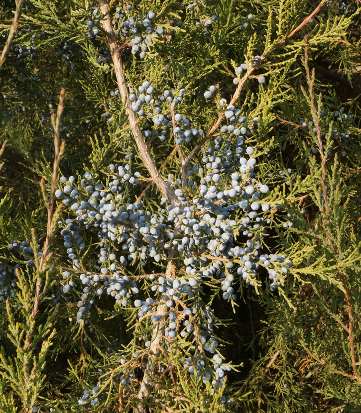 Изображение особи Juniperus virginiana.