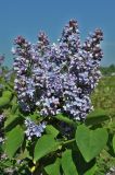 Syringa vulgaris