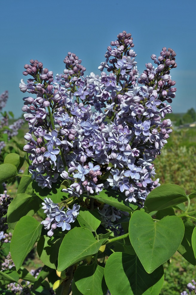 Image of Syringa vulgaris specimen.