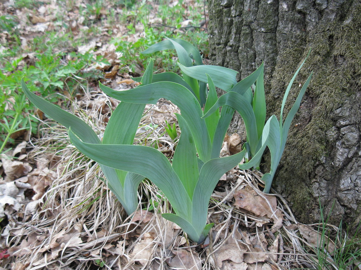 Image of Iris aphylla specimen.