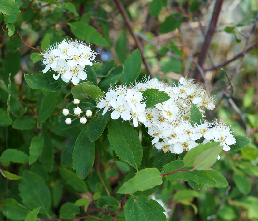 Image of Spiraea flexuosa specimen.