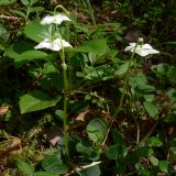 Moneses uniflora. Цветущие растения. Свердловская обл., окр. г. Североуральск, моховой сосняк с елью на известняках. 30.06.2007.