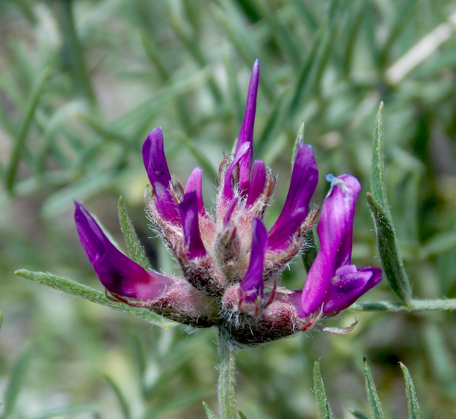 Изображение особи Astragalus circassicus.