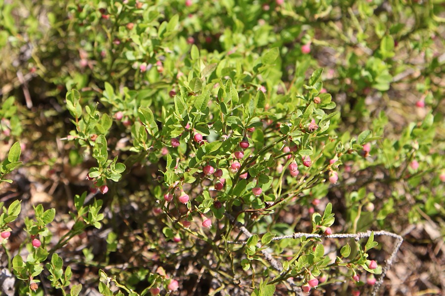 Изображение особи Vaccinium myrtillus.