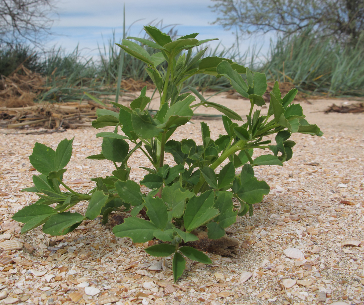 Image of genus Melilotus specimen.