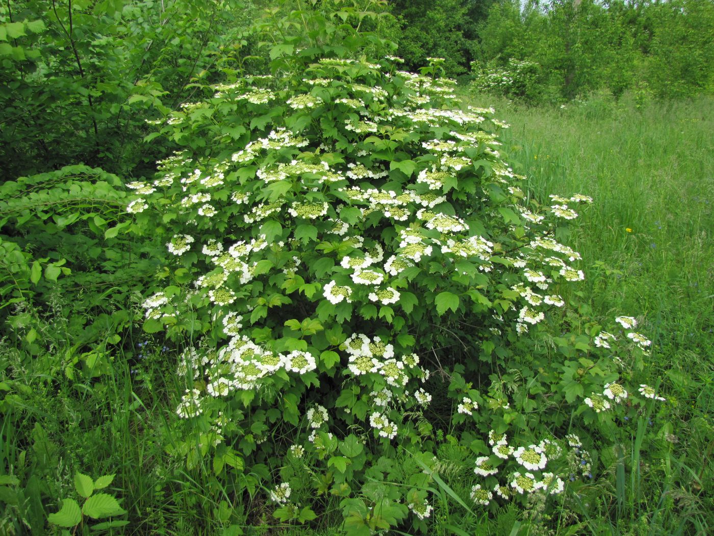 Image of Viburnum opulus specimen.