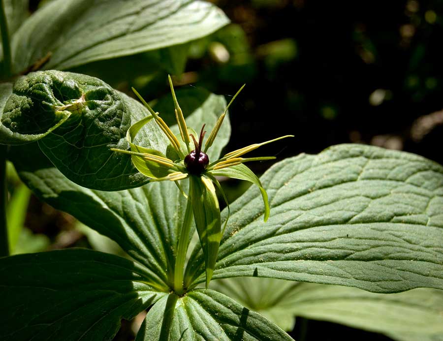 Image of Paris quadrifolia specimen.
