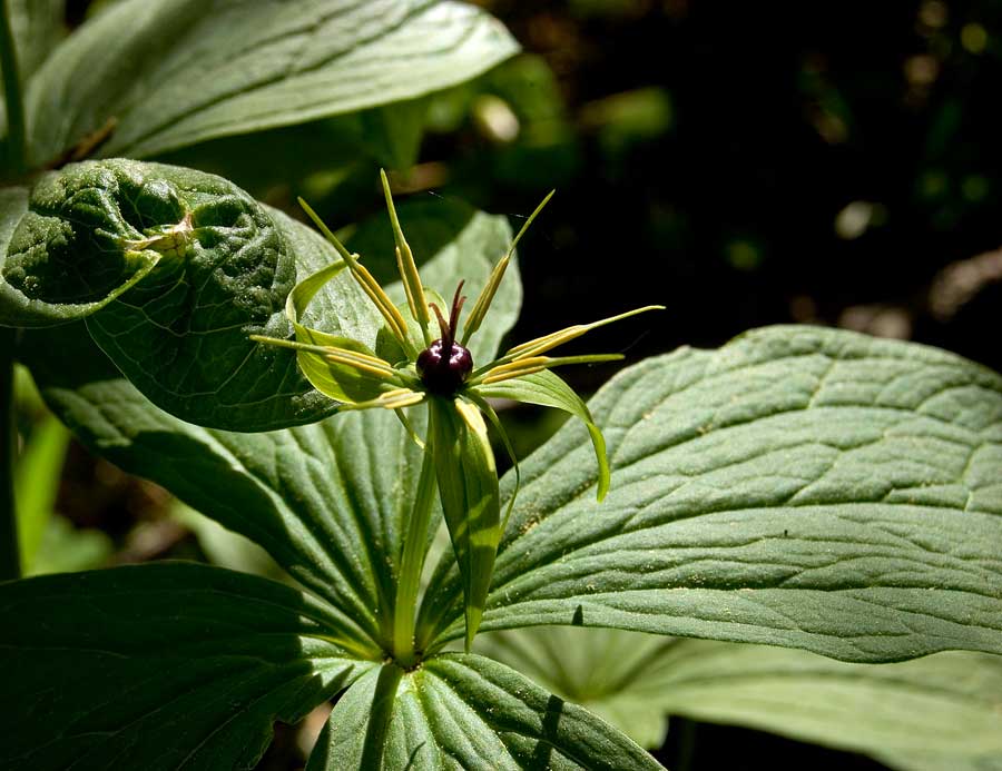 Изображение особи Paris quadrifolia.