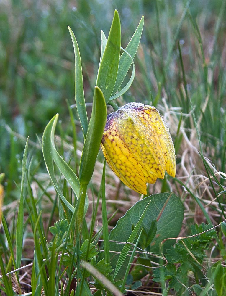 Image of Fritillaria ophioglossifolia specimen.