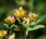 Hypericum perforatum. Раскрывающиеся соцветия и бутоны. Московская обл., Раменский р-н, окр. ж.-д. платформы Хрипань, смешанный лес у ЛЭП. 13.06.2016.