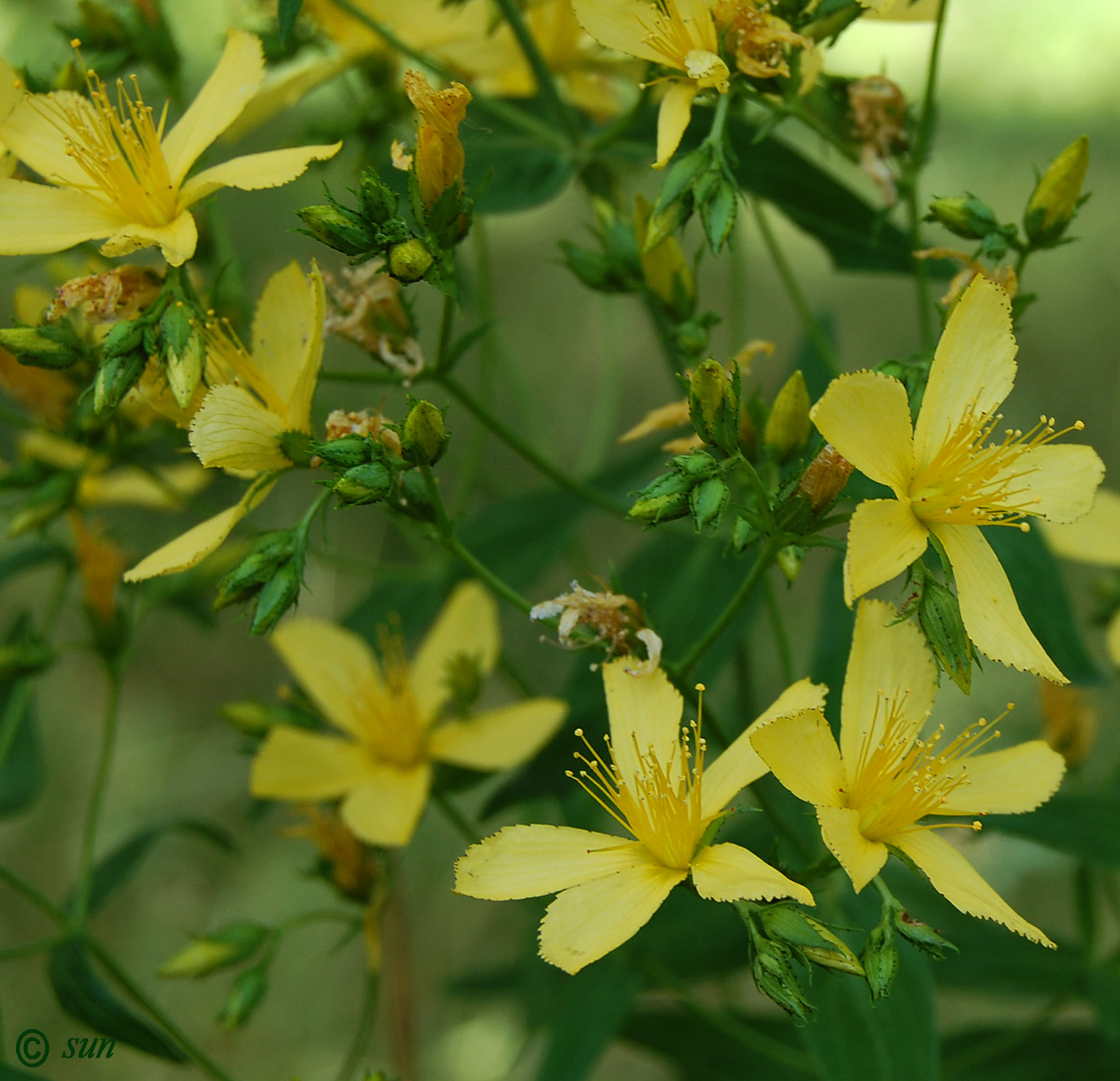 Изображение особи Hypericum elegans.