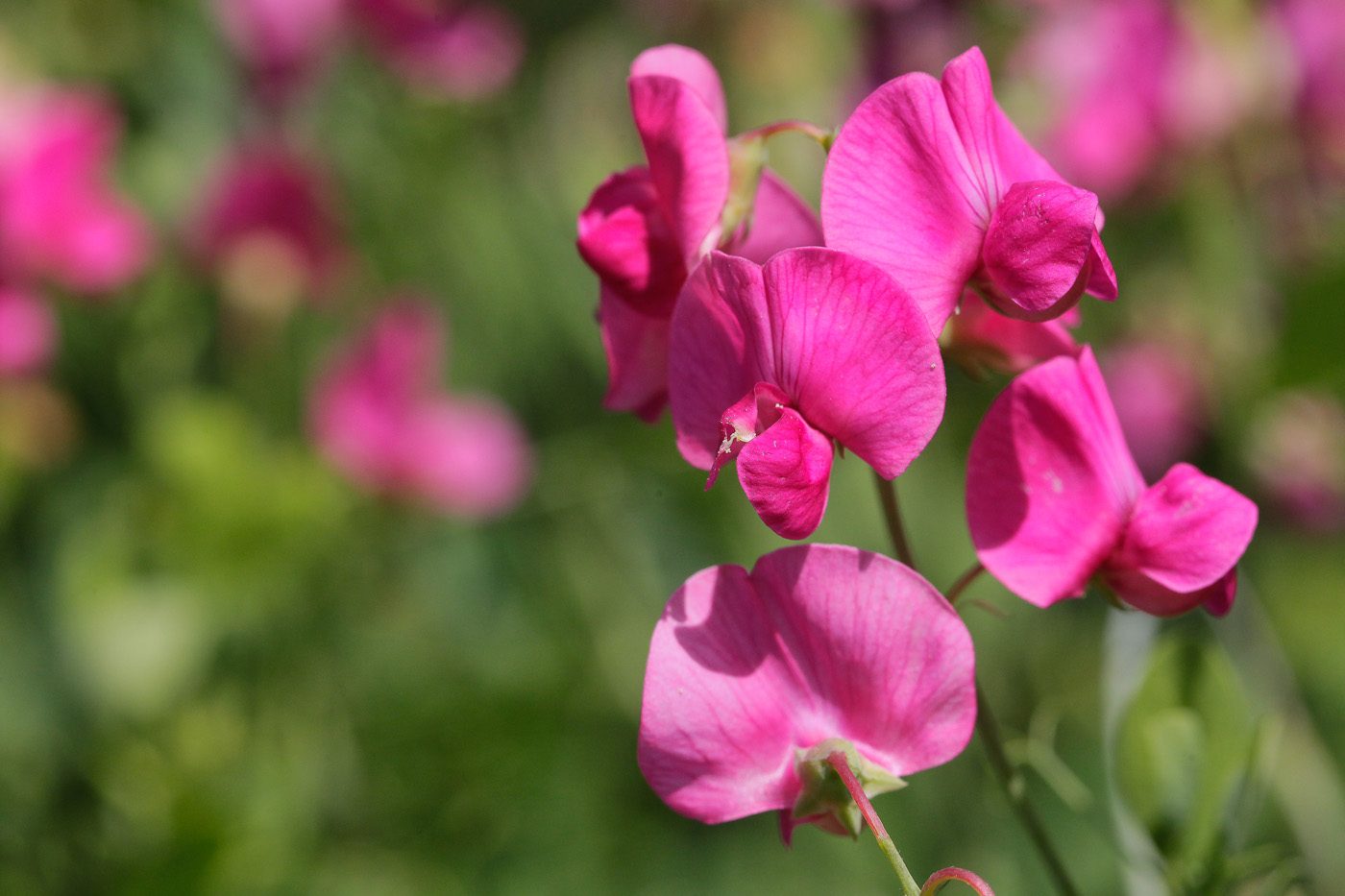 Изображение особи Lathyrus tuberosus.