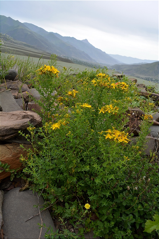 Image of genus Hypericum specimen.