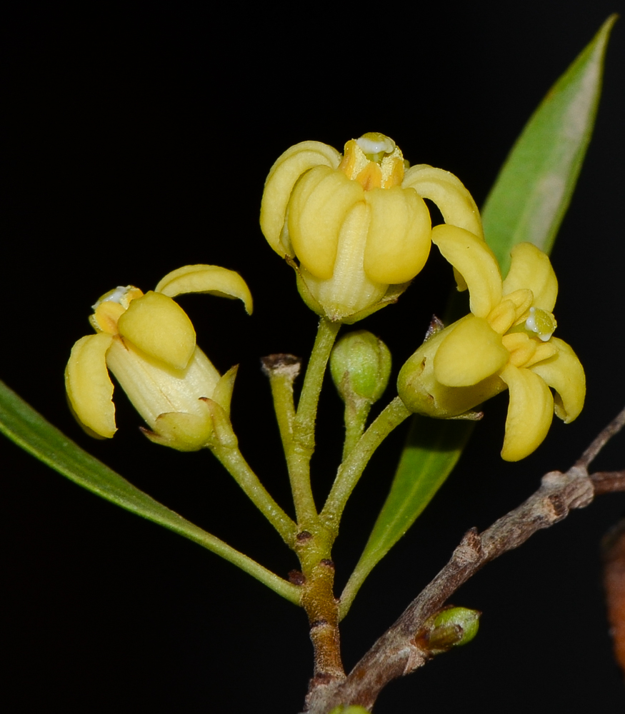 Image of Pittosporum phillyraeoides specimen.