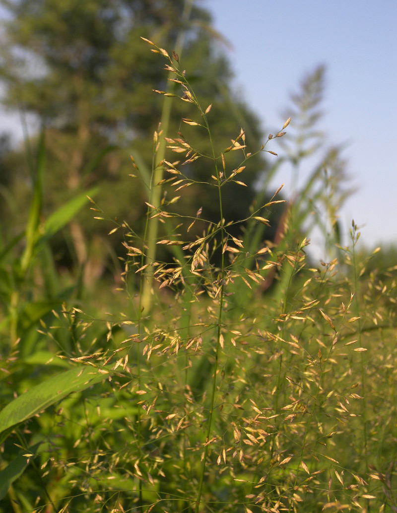 Image of Poa palustris specimen.