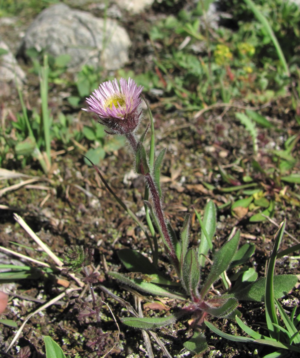 Изображение особи Erigeron uniflorus.