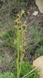 Ophrys mammosa ssp. caucasica