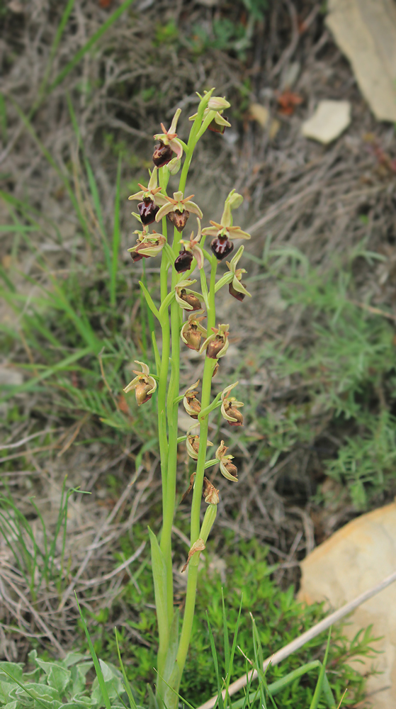 Изображение особи Ophrys mammosa ssp. caucasica.