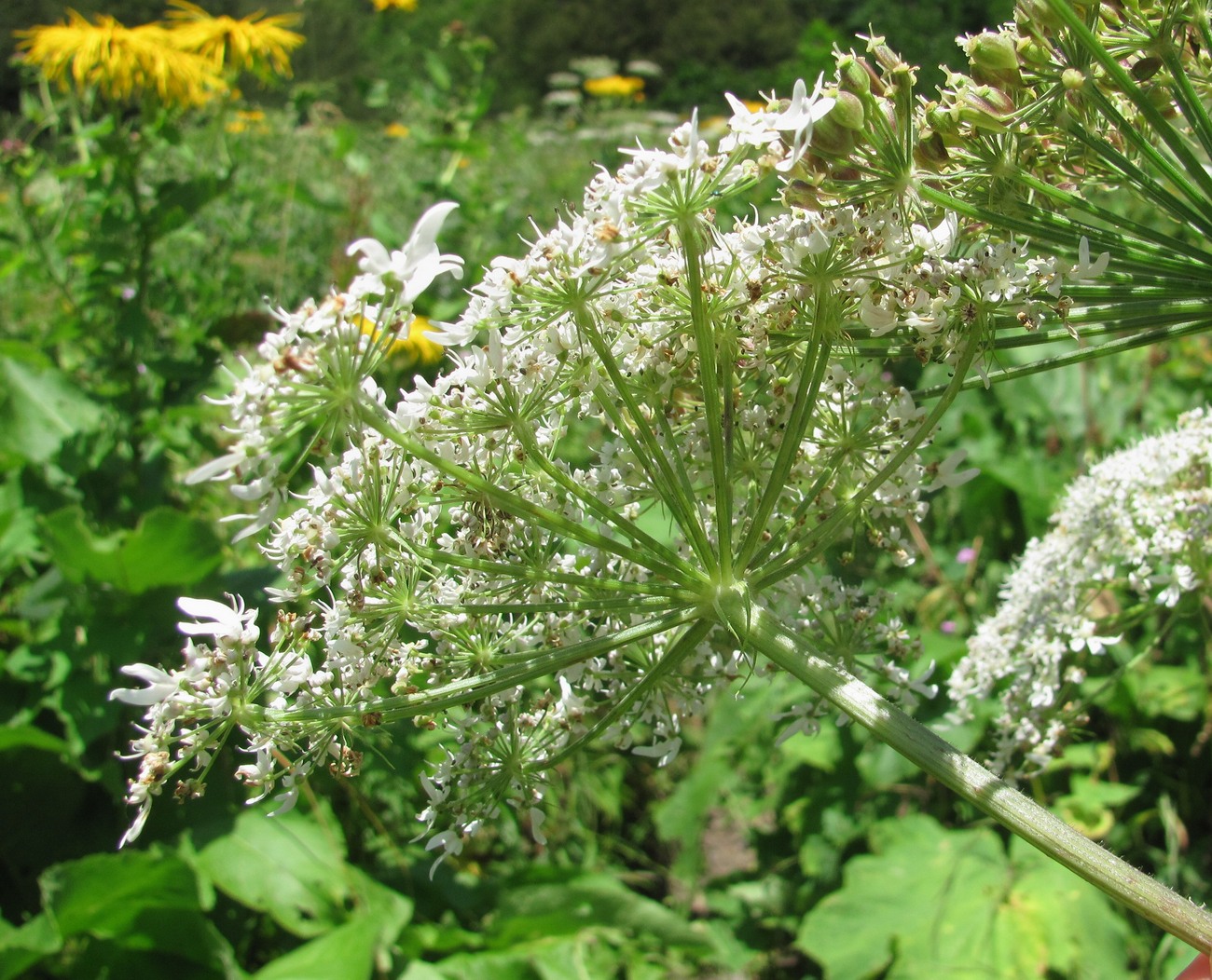 Изображение особи Heracleum ponticum.