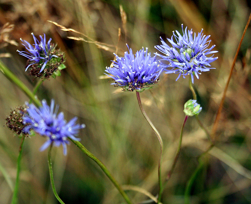 Image of Jasione montana specimen.