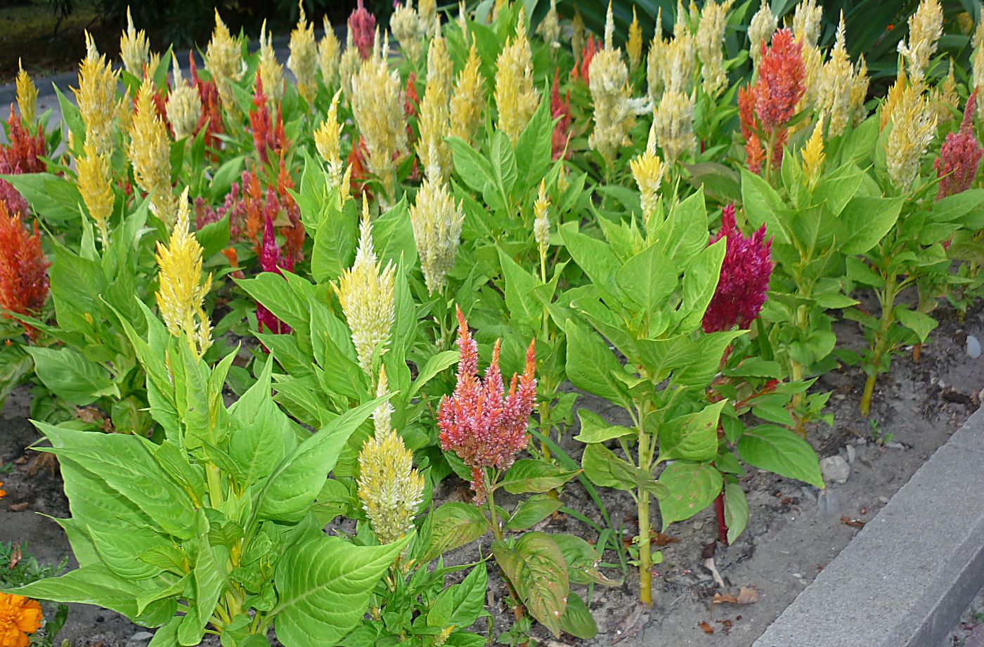 Image of Celosia argentea specimen.