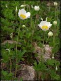 Anemone sylvestris. Цветущие растения. Республика Татарстан, Бавлинский р-н. 16.05.2005.г.