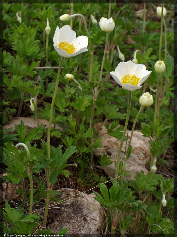 Image of Anemone sylvestris specimen.