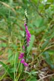 Spiranthes australis. Соцветие. Курильские о-ва, о-в Шикотан, гора Шикотан, луг. 14 августа 2011 г.