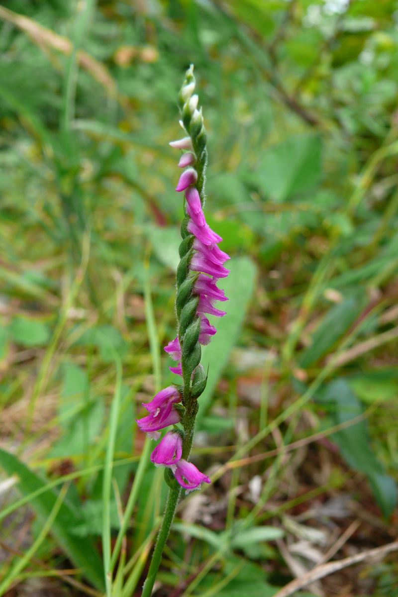 Image of Spiranthes australis specimen.