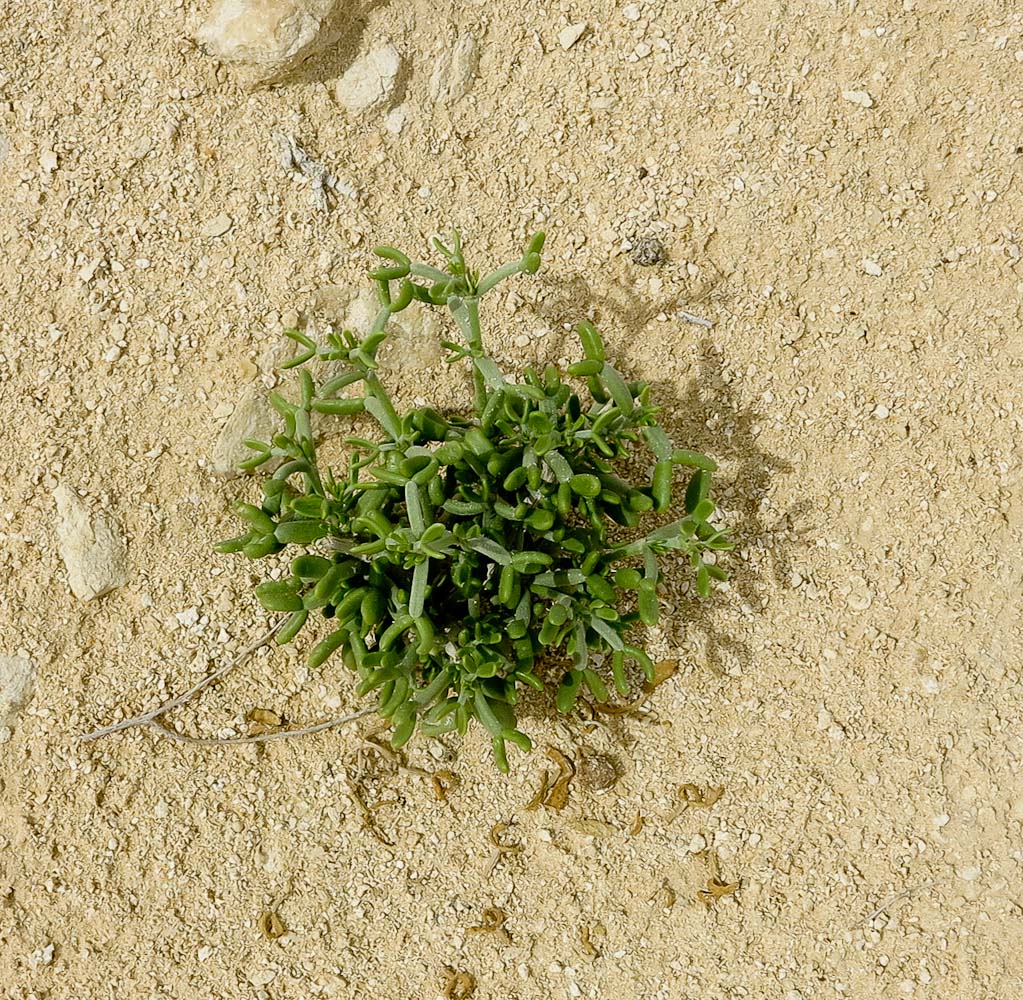 Image of Tetraena dumosa specimen.