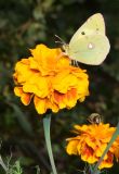 Tagetes patula