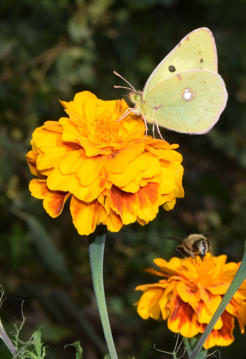 Image of Tagetes patula specimen.