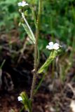 Image of taxon representative. Author is Сергей Глотов