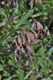 Campanula medium