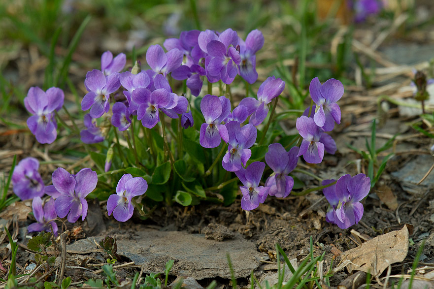 Изображение особи Viola hirta.