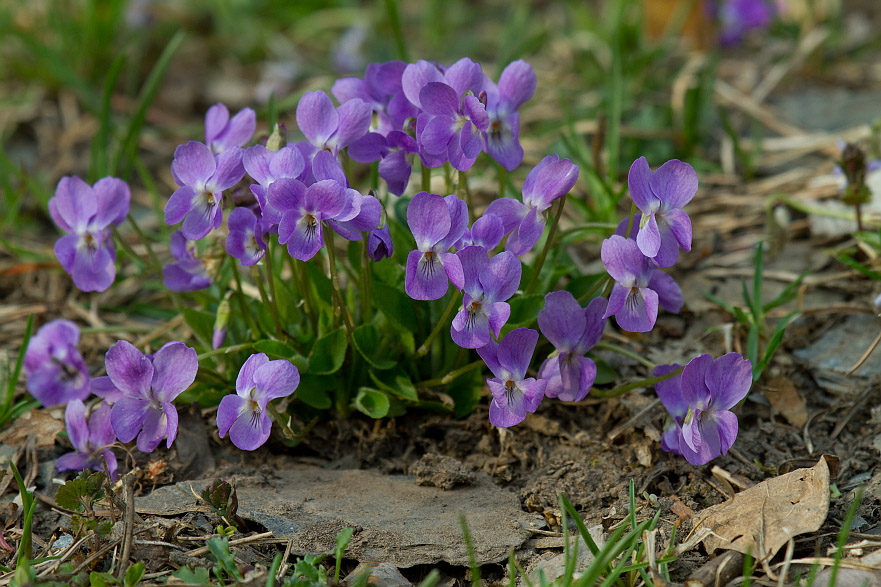 Image of Viola hirta specimen.