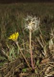 Taraxacum perenne. Цветущее и плодоносящее растение. Крым, Байдарская долина, залежь в окр. с. Орлиное. 27 октября 2016 г.