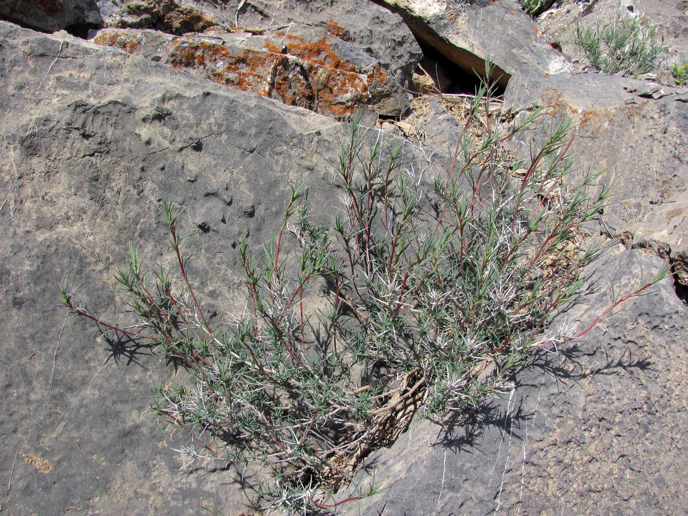 Изображение особи Rhaphidophyton regelii.