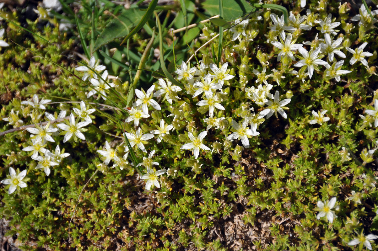 Image of Minuartia imbricata specimen.